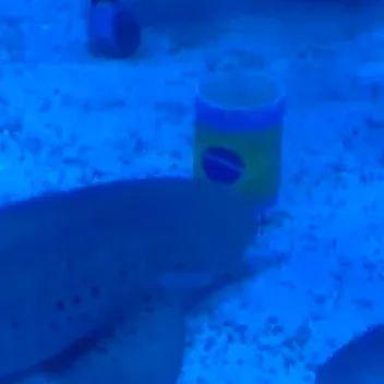 The Predicting Shark
